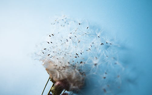 白河開放大學學歷國家承認嗎？