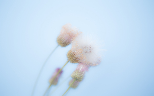 白河開放大學招生報名官網是什么？