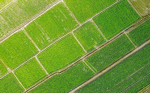 自考學前教育專業就業方向有哪些? 自考學前教育專業就業方向有哪些?