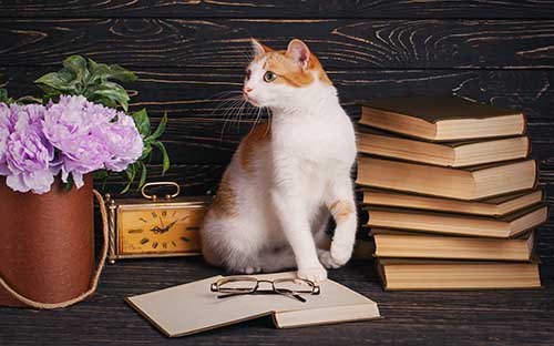 四川自考本科專業有哪些？怎么選擇專業？